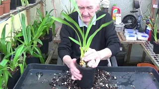 Time to repot the Cymbidiums