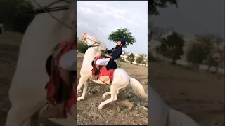 Nihang singh very dangerous stunt horse riding shot trending video