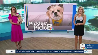 Pickles' Pick