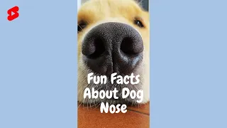 Did you know? Fun Facts about dog's nose! #Shorts #dogs