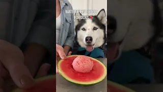 How To Make Watermelon Sorbet For Dogs! #shorts