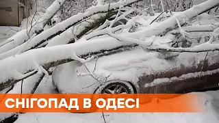 Деревья падали на машины | Снегопад в Одессе | Непогода в Украине