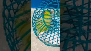 Funny Parrot Videos Compilation | Parrot Talking