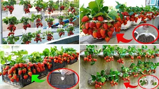Discover 7 Ways To Grow Strawberries For Abundant And Fresh Fruit At Home