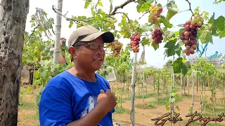 Grapes Farm sa Bolinao Pangasinan???😱😱😱