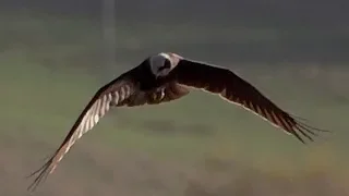 Marsh Harrier Hunting @ Rutland Water - 2018