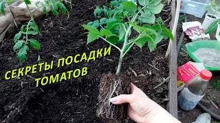 Томаты высаживаю в открытый  грунт только так и всегда с огромным уражаем!