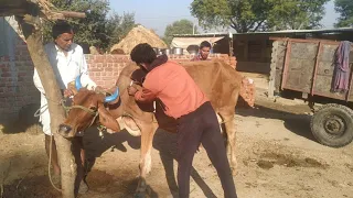 Amazing super fast horse cow and bull meeting || Animals meeting video 2020||