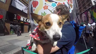 10 Hours of Walking in NYC as a Corgi (Corgi Takes NY)