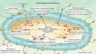 #Antibiotics ICU gram neg  ( part 1 ) DR #tapesh bansal - c/s . sepsis , resistance , stewardship