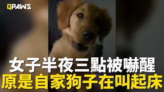 女子半夜被低沈聲音嚇醒，原來是自家黃金獵犬尿憋不住了叫起床，網友讚趕緊送牠去學校