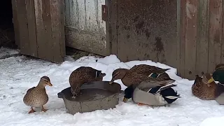 Дикая утка в роли подсадной) Эксперимент