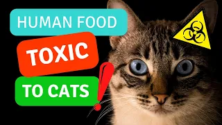 Human Foods That Are Toxic To Cats