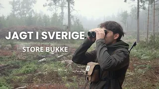 Hunting Roebucks in Sweden: Many Big Bucks