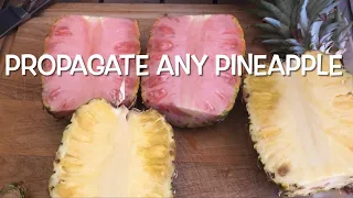 HOW TO PROPAGATE PINEAPPLE | EASY FOR THE HOME GARDENER | REGROW WITHOUT THE CROWN