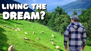 Left City for a Simple Life AS Norwegian Sheep Farmers