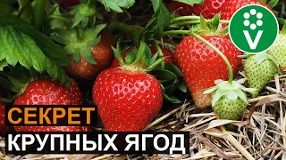 ПОДКОРМИТЕ ЭТИМ КЛУБНИКУ во время цветения для крупных ягод!