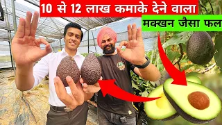 1200रू Kg बिकने वाले एवोकाडो से कमाये लाखों इजराइल तकनीक से🥑Israel Technique Avocado Fruit Farming