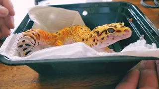 Unboxing Leopard Gecko from OG Reptiles! see description