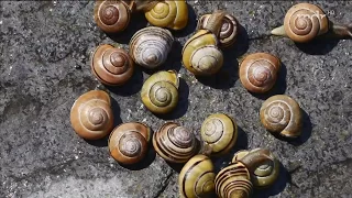 Gehäuseschnecken im Garten