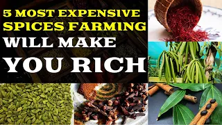 5 MOST EXPENSIVE SPICE FARMING BUSINESS WILL MAKE YOU RICH | 5 Expensive Spice Foods In The World