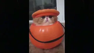 💗Cute And Funny Pets   Cute TikTok Pets to Cure All Your Sadness