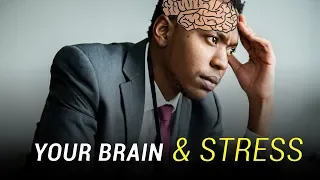 How Stress Affects Your Brain