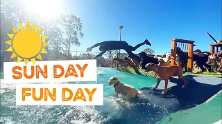 Mood Boosting Video of Dogs in Swimming Pool on Sunny Day | The Farm