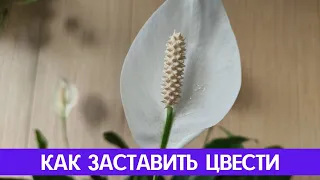 Лучший способ заставить цвести спатифиллум (женское счастье)