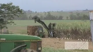 Cane Harvesting In Progress [SD]