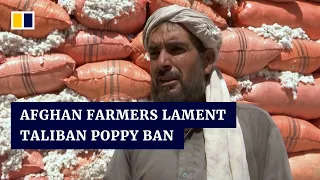 Afghan farmers struggle to turn profits with cotton after Taliban poppy, opium ban