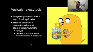 PSY305 CH3PT2: Exocytosis and Signal Termination