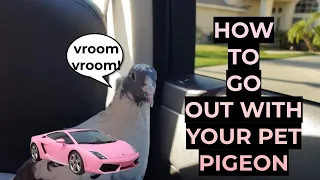 Going out with your pet pigeon!