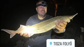 75cmes Tiszai kecsege🤷🏼‍♂️, harcsa, partról pergetve🎣