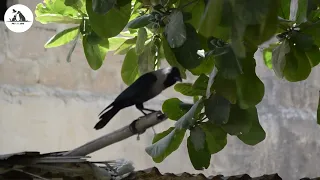 Bird Singing - Calming Bird Sound, Reduce Stress & Depression - Pet To Love