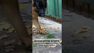 Немецкая овчарка Зольф и Хаски Тайга ❤️ Долгожданная встреча