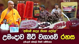 උමංදාව බීට් වගාවේ රහස #umandawa  #siri_samanthabhadra_arahath_maha_thero