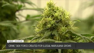 Crime Task Force created for illegal marijuana grows