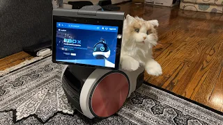 Jibo & Friends - News Day Livestream (Going To The Cats)