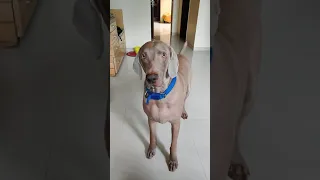 Oscar The Weimaraner 🧿 - The Talking Dog!!! I want my Bones