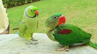 Talking Indian Ringneck Parrot Greeting Baby Alexandrine Parrot
