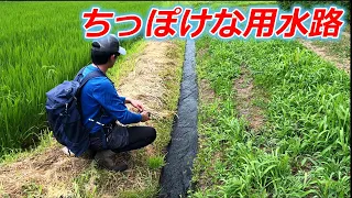 ちっぽけな用水路に潜む渓魚たち