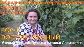 Восторг красный - виноград  на участке Пузенко Натальи Лариасовны