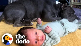 Rescue Pittie Never Leaves Her Little Brother's Side | The Dodo