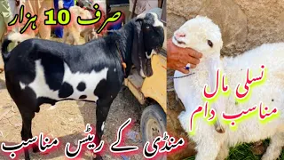 Qurbani 2023 Bakra At Lalukhet Bakra Mandi Latest update | Goat Farming | bakra mandi 2023