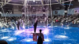 Amazing Dolphin Shows at Tokyo's Indoor Aqua Park!