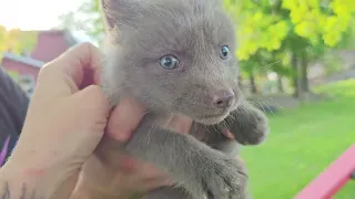 Rescued fox pup experiences freedom for the first time