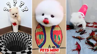 Funny and Cute Dog Pomeranian 😍🐶| Funny Puppy Videos #327