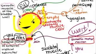 BIO160 Preview Video Lecture 14 - Autonomic Nervous System