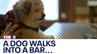 Milwaukee dog disappears; located at bar | FOX6 News Milwaukee